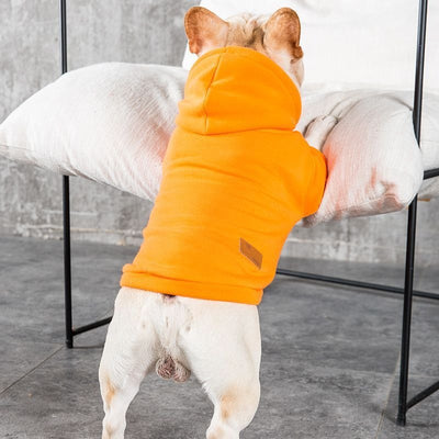 Autumn and Winter frenchie sweaters.