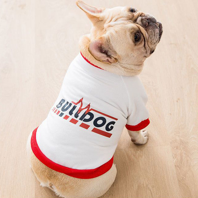 Autumn and Winter frenchie sweaters.