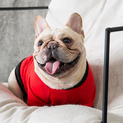 Autumn and Winter frenchie sweaters.