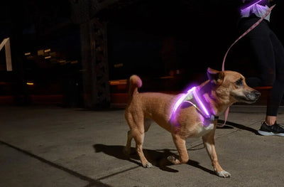 LightHound-LED illuminated and reflective harness for dogs.